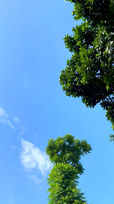 Lush green foliage with sunlight filtering through leaves against a bright .. Stock-Footage 338414443