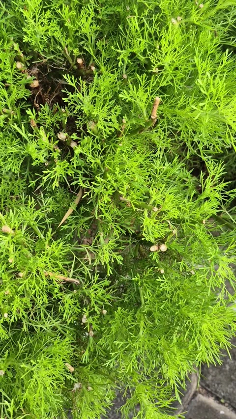Lush green foliage texture 動画素材 341721256