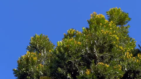 Lush green foliage at the tree top Stock Footage 283544092
