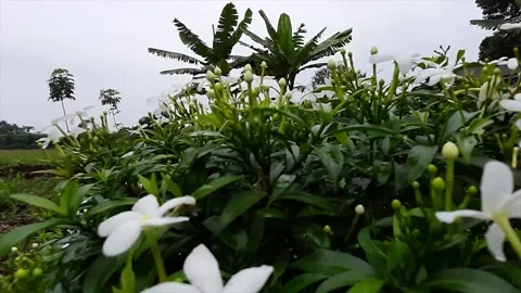 Lush Green Foliage Viewed Through Dense Overlapping Leaves Stock Footage 301087015