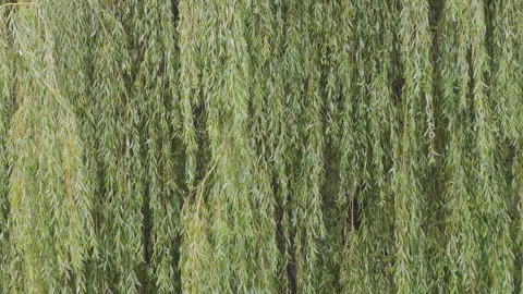Lush green foliage of a weeping willow tree with long branches and leaves Stock Footage 346771744