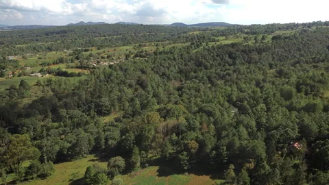 Lush green forest aerial view in Amealco Queretaro with dense pine tree canopy Stock Footage 344594483