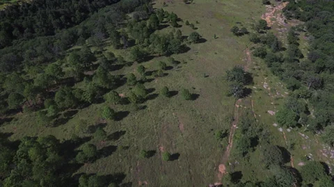 Lush green forest aerial view in Amealco Queretaro with dense pine tree canopy Stock Footage 344594809