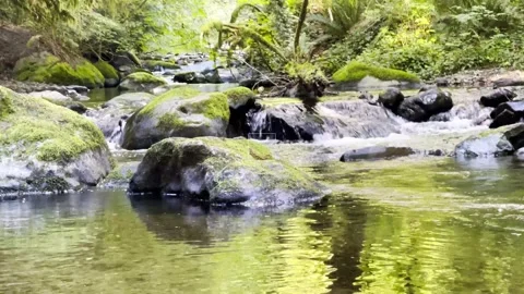 A lush green forest and stream in the summer Stock Footage 295384926