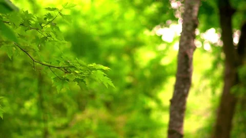 Lush green forest background Stock Footage 133658993