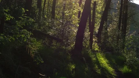 Lush green forest backlit with sun flares Stock Footage 155069798