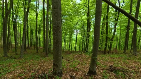 Lush green forest bathed in spring sunlight. Jastrebac Mountain, Serbia. Stock Footage 336023989