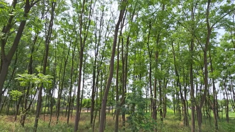 Lush Green Forest in Bhimtal Video stock 334328366