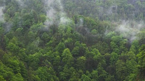 Lush green forest with bits of cloud fog in Georgia Stock Photos
