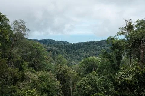 Lush green forest blankets rolling hills under cloudy sky Stock Photos