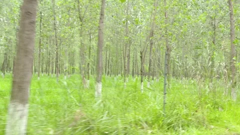 Lush Green Forest Blur Motion Stockbeeldmateriaal 343908230