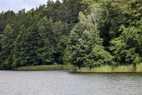 Lush green forest bordering a calm lake with reeds along the shore Stock Photos
