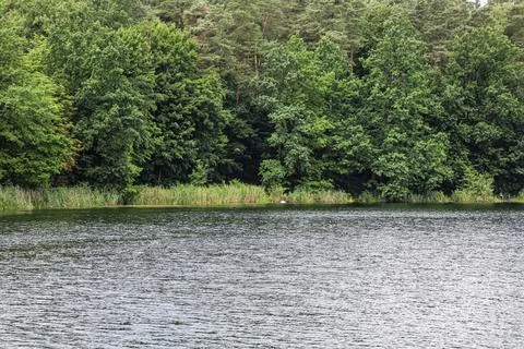 Lush green forest bordering a calm lake on a bright summer day Stock Photos