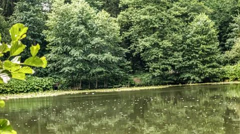 Lush green forest bordering a tranquil lake with lily pads and reflections Stock Photos