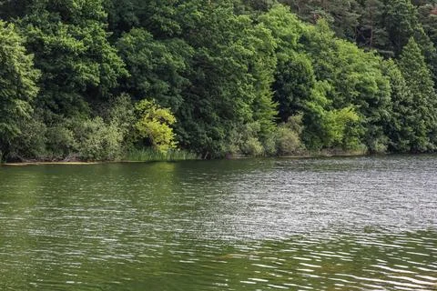 Lush green forest bordering a tranquil lake with rippling water surface Stock Photos