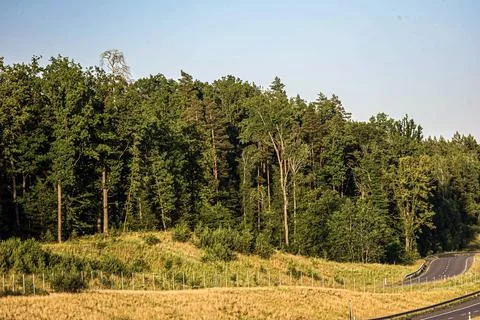 Lush green forest bordering a winding road with dry grass field Stock Photos