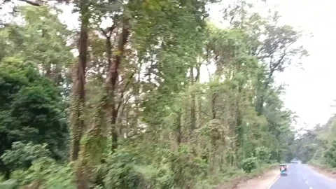 Lush green forest on both sides Stock Footage 278050649