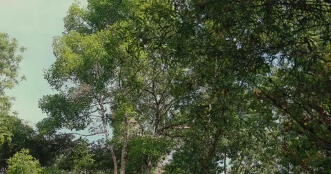 Lush green forest canopy against clear sky Video stock 331524930