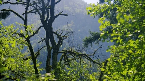 Lush Green Forest Canopy And Ancient Trees With Moss In Misty Mountain 库存影片 335471550