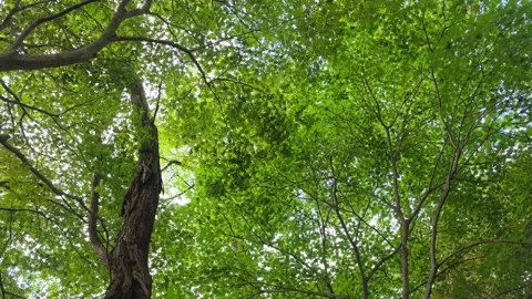Lush Green Forest Canopy and Tree Trunk Viewed from Below Vídeo Stock 344863738