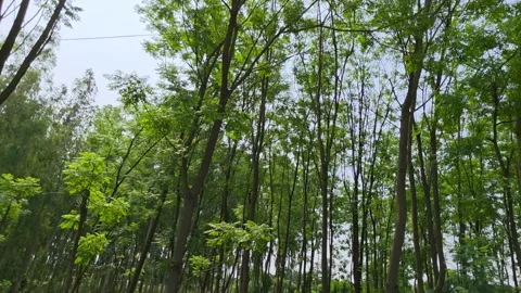 Lush green forest canopy in Bhimtal Video stock 334328370