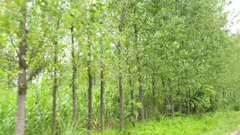 Lush Green Forest Canopy Blur Stockbeeldmateriaal 343908730