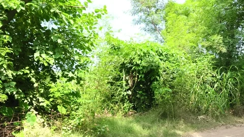 Lush Green Forest Canopy Closeup Stock-Footage 343909606