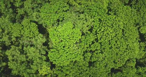 Lush green forest canopy covering Kuata Island, Fiji, in aerial drone view Stock Footage 313285815