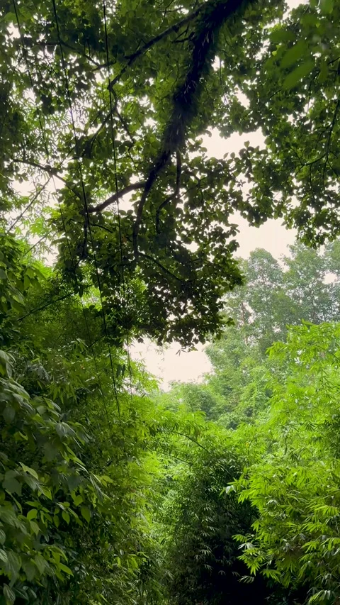 Lush green forest canopy with dense foliage and sunlight filtering through .. Stock Footage 338414444