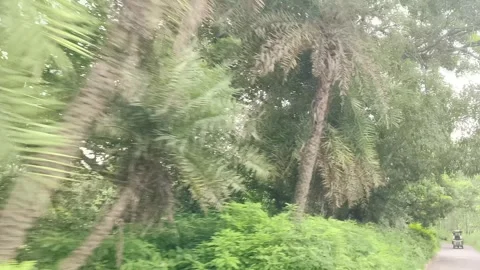 Lush Green Forest Canopy Edge Stock-Footage 343908904