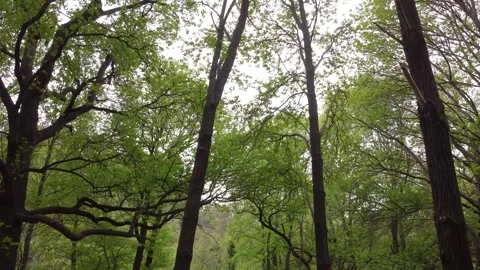 Lush Green Forest Canopy Stock Footage 282927112