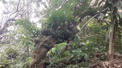 Lush Green Forest Canopy Stock Footage 329534831