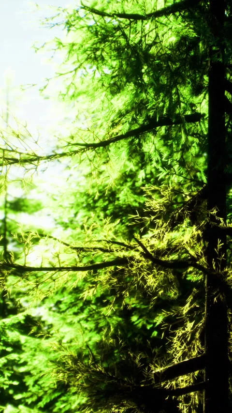Lush green forest canopy glows in early morning sunlight Stock Footage 334256316