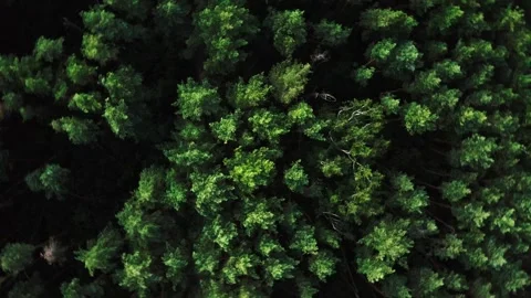 Lush Green Forest Canopy in the Heart of Nature From Aerial Drone During Summer Stock Footage 280674631