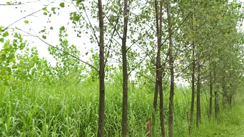 Lush Green Forest Canopy Light Stockbeeldmateriaal 343907800
