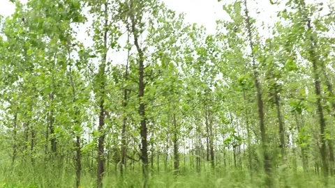 Lush Green Forest Canopy Light Видео 343908718