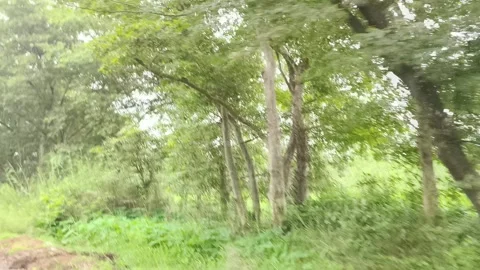 Lush Green Forest Canopy Light Stock-Footage 343908754