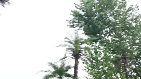 Lush Green Forest Canopy Light Видео 343908933