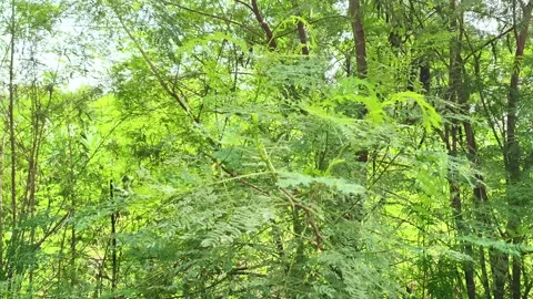 Lush Green Forest Canopy Light 스톡 동영상 343909733