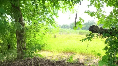 Lush Green Forest Canopy Light Видео 343909977