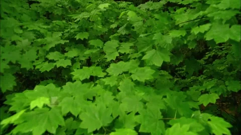 Lush Green Forest Canopy with Maple Leaves and Ferns Stock Footage 327193018