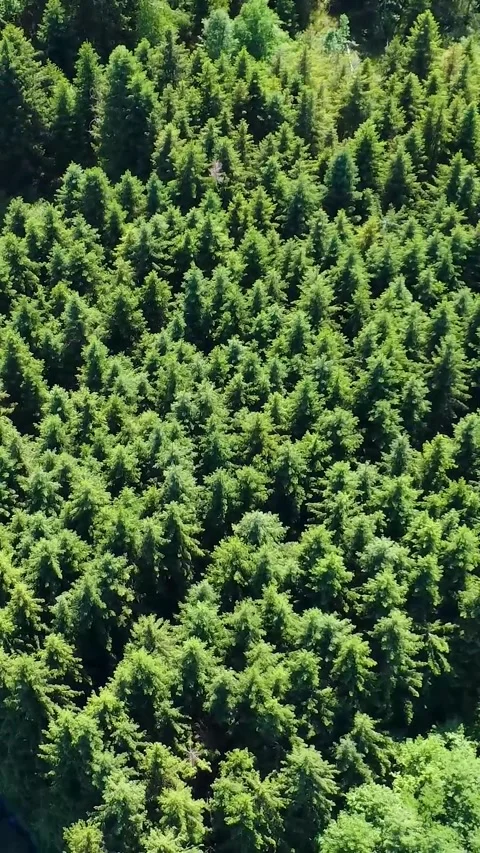 Lush Green Forest Canopy Observed From Above During Midday in Summer Season Stock Footage 311111895