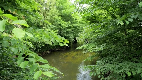 Lush green forest canopy over a serene river Stock-Footage 337734385