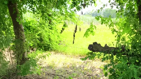 Lush Green Forest Canopy Pathway Видео 343909935