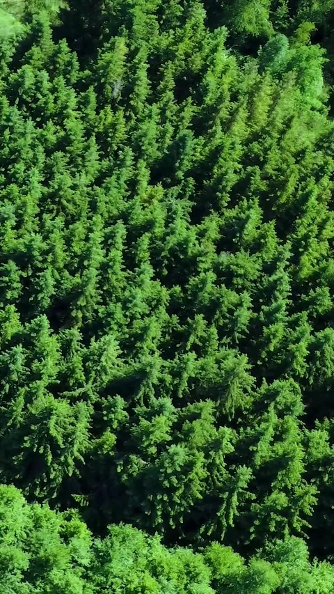 Lush Green Forest Canopy Reveals Nature's Beauty in Tranquil Wilderness Stock Footage 311111907