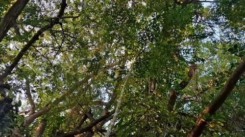 Lush green forest canopy with sun rays Stock Footage 341682663