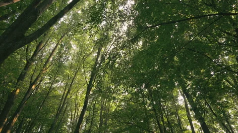 Lush Green Forest Canopy with Sunlight Filtering Through. A view looking up at a Stock Footage 284962069