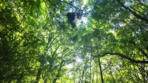 Lush green forest canopy with sunlight filtering through leaves Stock Footage 329945591