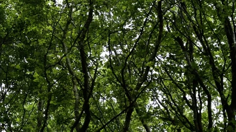 Lush green forest canopy swaying in wind Stock Footage 338233455