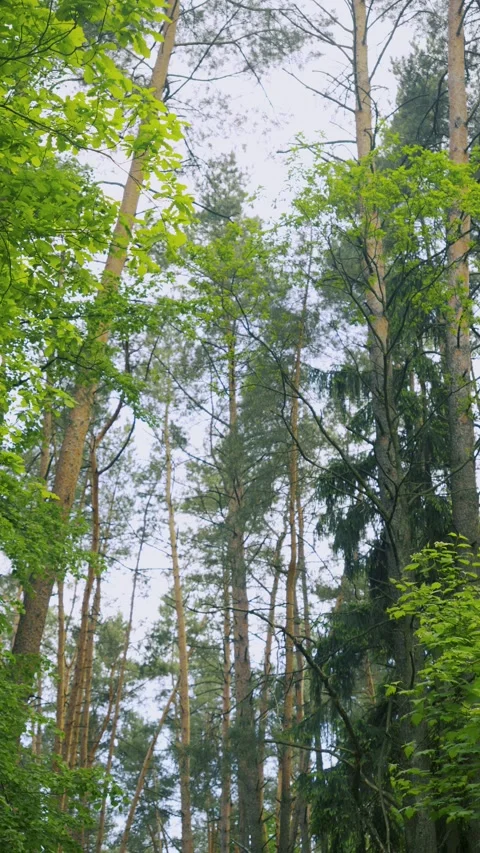 Lush green forest canopy with tall pine trees and deciduous foliage Vidéo 336321691